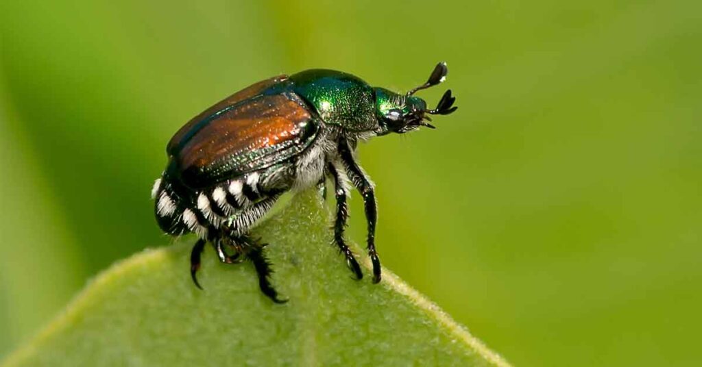Escaravelho japonês
