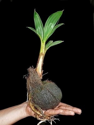 Coqueiro e a sua raíz